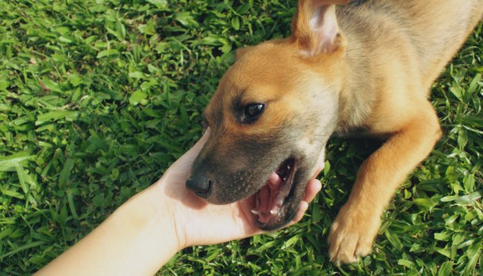 Why Do Dogs Roll in Grass