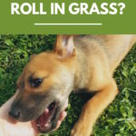 Why Do Dogs Roll in Grass?