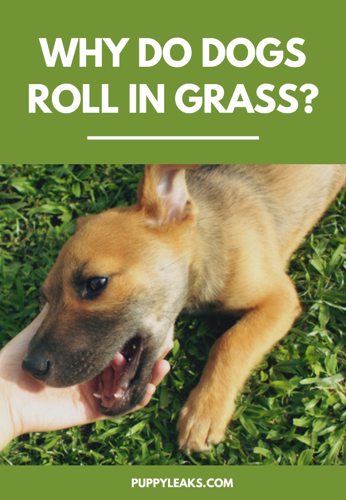 Why Do Dogs Roll in Grass?