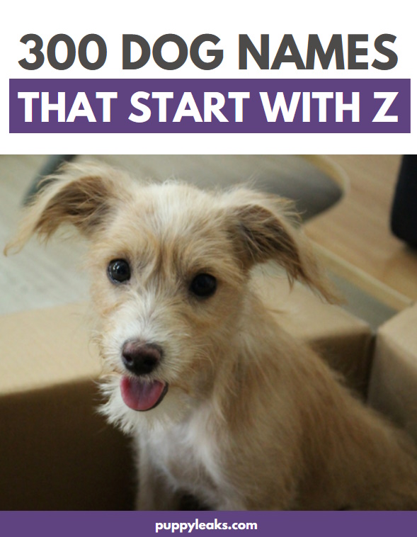 300 dog names that start with Z