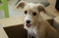 300 Dog Names That Start With Z