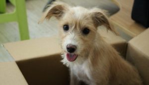 300 Dog Names That Start With Z