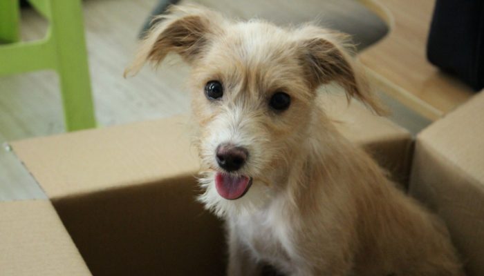 300 Dog Names That Start With Z