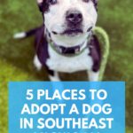 5 Places to Adopt A Dog in Southeast Michigan