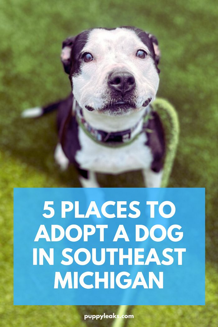 5 Places to Adopt A Dog in Southeast Michigan