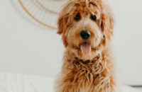 How to care for your doodle's coat