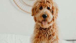 How to care for your doodle's coat
