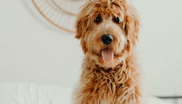 How To Care For Your Doodle’s Coat