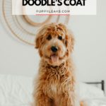 How to care for your Doodle's coat