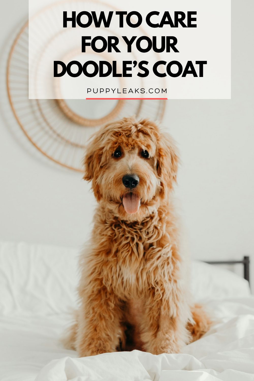 How to care for your Doodle's coat