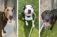 Adopt a dog in Oakland County, Michigan