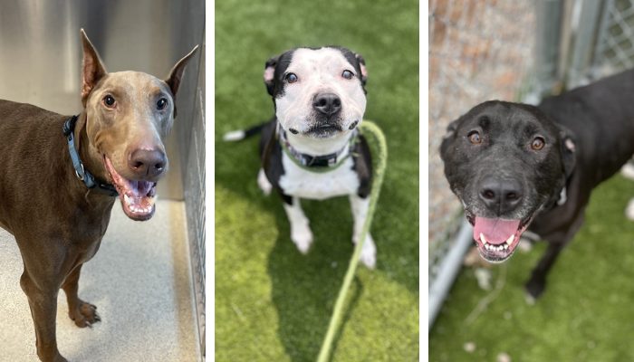 Adopt a dog in Oakland County, Michigan