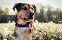 What to do if your dog was bitten by another dog