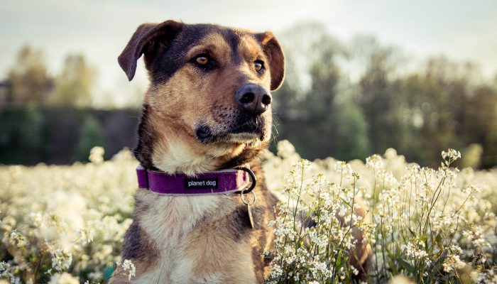 What To Do If Your Dog Is Bitten By Another Dog