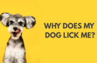 Why do dogs lick me?