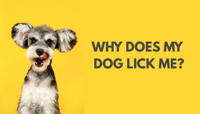 Why Does My Dog Lick Me?