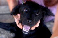 300 Badass Dog Names