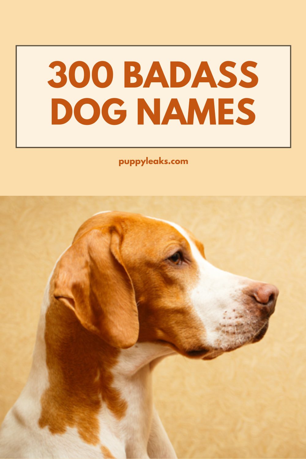300 noms de chiens badass – Fuites de chiots