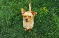 5 popular dog myths debunked