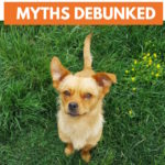 5 Popular Dog Myths Debunked