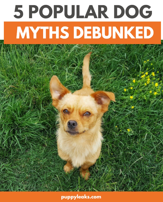 5 mythes populaires sur les chiens démystifiés
