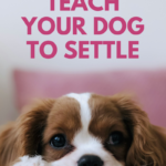 How To Teach Your Dog To Settle