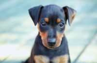 300 food inspired dog names