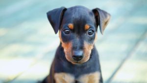 300 food inspired dog names