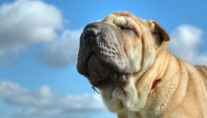 5 Ways To Help Your Dog Lose Weight