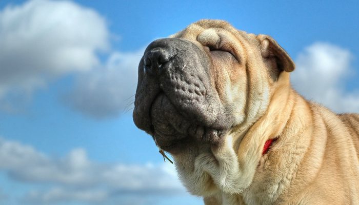 5 Ways To Help Your Dog Lose Weight