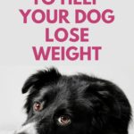 5 Ways To Help Your Dog Lose Weight