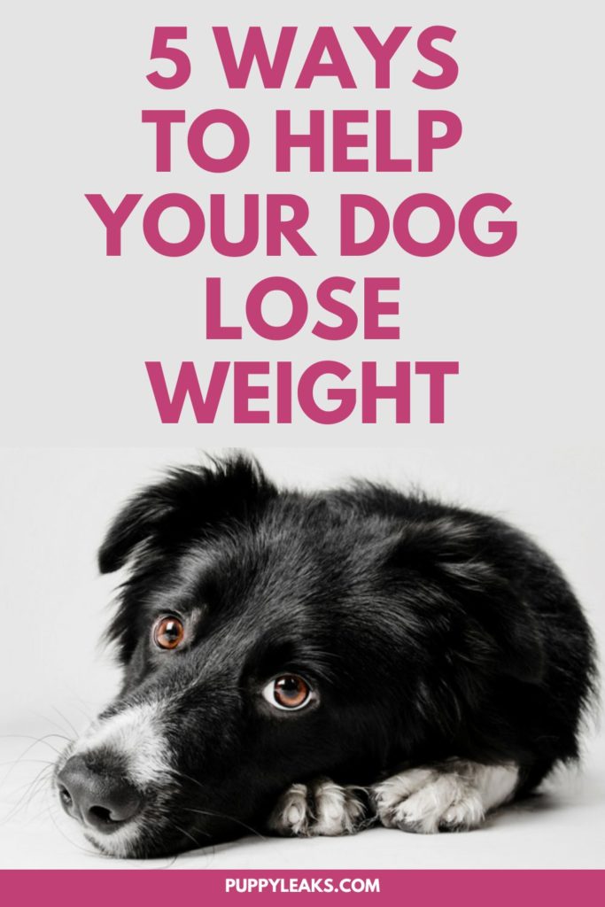 Picture Idea: 5 Ways To Help Your Dog Lose Weight