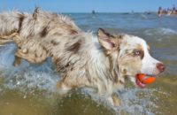 How to keep your dog safe in the summer