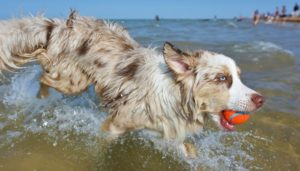 How to keep your dog safe in the summer