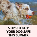 How to keep your dog safe in the summer