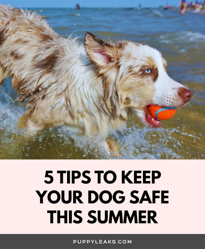 How to keep your dog safe in the summer