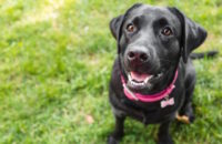 5 benefits of having your dog work for their food