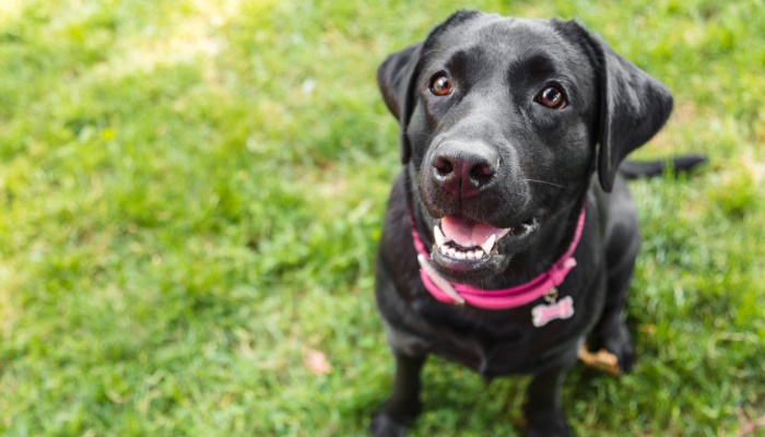 5 Benefits of Having Your Dog Work For Their Food