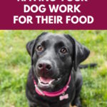 5 Benefits Of Having Your Dog Work For Their Food