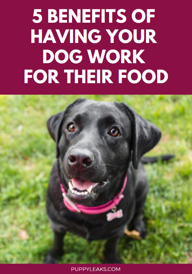 5 avantages de faire travailler votre chien pour sa nourriture 5 avantages de faire travailler votre chien pour sa nourriture