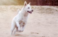 500 City Inspired Dog Names