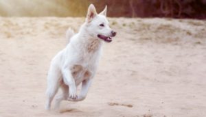 500 City Inspired Dog Names