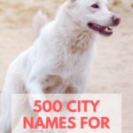 500 City Names For Dogs