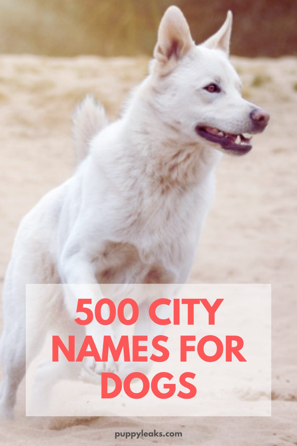 500 City Names For Dogs