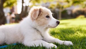 500 Common dog names