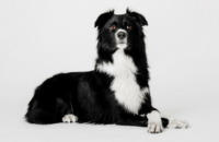 500 video game dog names