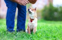 5 tips for training a stubborn dog
