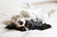 how to get your dog used to having their teeth brushed