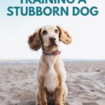 5 Tips For Training a Stubborn Dog