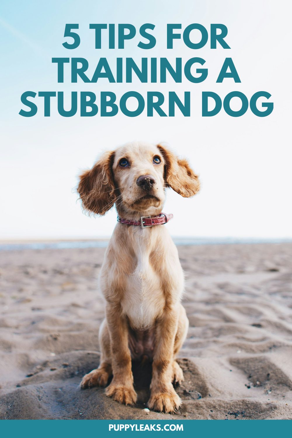 5 dicas para treinar um cão teimoso